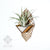 Sconce Collection Planters