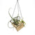 Air Plant Holder - Hemicube Free Hanging Planter / Unique Plant Hanger // Handmade Wood Home Decor Display Plant Lover Gift Idea Living Art
