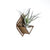 Air Plant Holder - Sconce Wall Planter (S) / Mounted Plant Hanger // Handmade Wood Home Decor Display Plant Lover Gift Idea Art Tillandsia