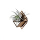 Air Plant Holder - Sconce Wall Planter (S) / Mounted Plant Hanger // Handmade Wood Home Decor Display Plant Lover Gift Idea Art Tillandsia