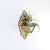 Air Plant Holder - Sconce Wall Planter (M) / Mounted Plant Hanger // Handmade Wood Home Decor Display Plant Lover Gift Idea Art Tillandsia