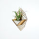 Air Plant Holder - Sconce Wall Planter (M) / Mounted Plant Hanger // Handmade Wood Home Decor Display Plant Lover Gift Idea Art Tillandsia