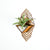 Air Plant Holder - Sconce Wall Planter (L) / Mounted Plant Hanger // Handmade Wood Home Decor Display Plant Lover Gift Idea Art Tillandsia