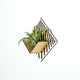 Air Plant Holder - Quadrate Wall Planter 1 / Mounted Plant Hanger Display // Handmade Wood Home Decor Plant Lover Gift Idea Art Tillandsia
