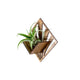 Air Plant Holder - Quadrate Wall Planter 2 / Mounted Plant Hanger Display // Handmade Wood Home Decor Plant Lover Gift Idea Art Tillandsia