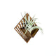 Air Plant Holder - Quadrate Wall Planter 3 / Mounted Plant Hanger Display // Handmade Wood Home Decor Plant Lover Gift Idea Art Tillandsia