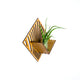Air Plant Holder - Quadrate Wall Planter 6 / Mounted Plant Hanger Display // Handmade Wood Home Decor Plant Lover Gift Idea Art Tillandsia