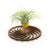 Air Plant Holder - Wire Desktop Planter 2 / Unique Plant Display Stand // Geometric Spiral Wood Home Decor Table Shelf Desk Plant Lover Gift Idea