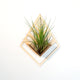 Air Plant Holder - Wall Hanging Planter 1 / Mounted Display Hanger // Handmade  Wood Wall Home Decor Plant Lover Gift Idea