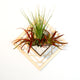 Air Plant Holder - Wall Hanging Planter 2 / Mounted Display Hanger // Handmade Wood Wall Home Decor Plant Lover Gift Idea