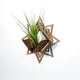 Air Plant Holder - Wall Hanging Planter 8 / Mounted Display Plant Hanger // Handmade Wood Wall Home Decor Plant Lover Gift Idea Star Living Art