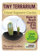 Tiny Terrarium Cactus Counter Display with 6 Varieties