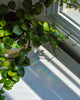 Daisy Suncatcher