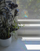 Monstera Suncatcher