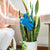 Micro-Fiber Gloves for Cleaning Houseplants + Indoor Gardens