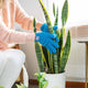 Micro-Fiber Gloves for Cleaning Houseplants + Indoor Gardens