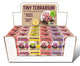 Tiny Terrarium Sedum Glass Terrarium Counter Display