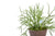 Sustee Soil Moisture Meter - Green, Medium)