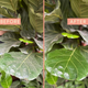 Protect Leaf Spray with Neem Oil - We The Wild