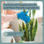 Natural Houseplant Pest Control - Peppermint Leaf Spray Tablets