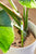 Sustee Soil Moisture Meter - (Green, Small)