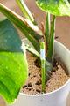 Sustee Soil Moisture Meter - (Green, Small)