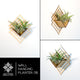 Air Plant Holder - Wall Planter 6 - FREE Plant Included! // Tillandsia, Succulents, Cactus - Wall Hanging Planter Display Aerium Home Decor