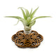Wire Air Plant Holder 1
