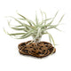 Wire Air Plant Holder 1