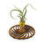 Wire Air Plant Holder 2