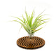 Wire Air Plant Holder 3