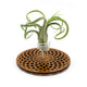 Wire Air Plant Holder 3