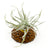 Wire Air Plant Holder 4