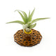 Wire Air Plant Holder 4