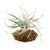 Wire Air Plant Holder 5