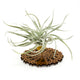 Wire Air Plant Holder 7