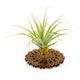 Wire Air Plant Holder 7