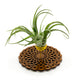 Wire Air Plant Holder 8