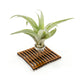Wire Air Plant Holder S1