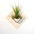 Air Plant Holder - Wall Planter 2 - FREE Plant Included! // Tillandsia, Succulents, Cactus - Wall Hanging Planter Display Aerium Home Decor