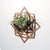 Air Plant Holder - Wall Planter 3 - FREE Plant Included! // Tillandsia, Succulents, Cactus - Wall Hanging Planter Display Aerium Home Decor