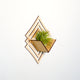 Air Plant Holder - Wall Planter 6 - FREE Plant Included! // Tillandsia, Succulents, Cactus - Wall Hanging Planter Display Aerium Home Decor