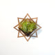 Air Plant Holder - Wall Planter 7 - FREE Plant Included! // Tillandsia, Succulents, Cactus - Wall Hanging Planter Display Aerium Home Decor
